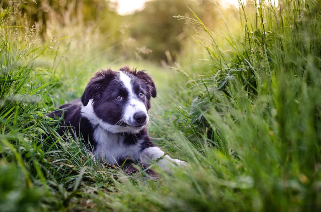 border collie