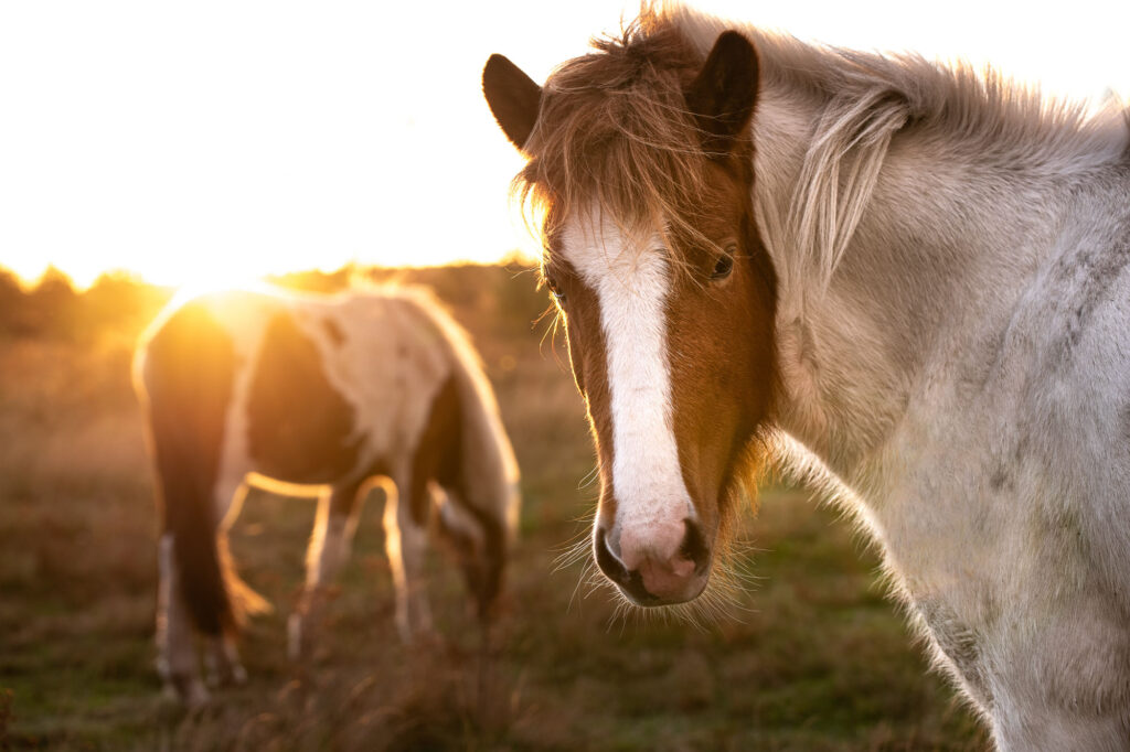 horses in sunset