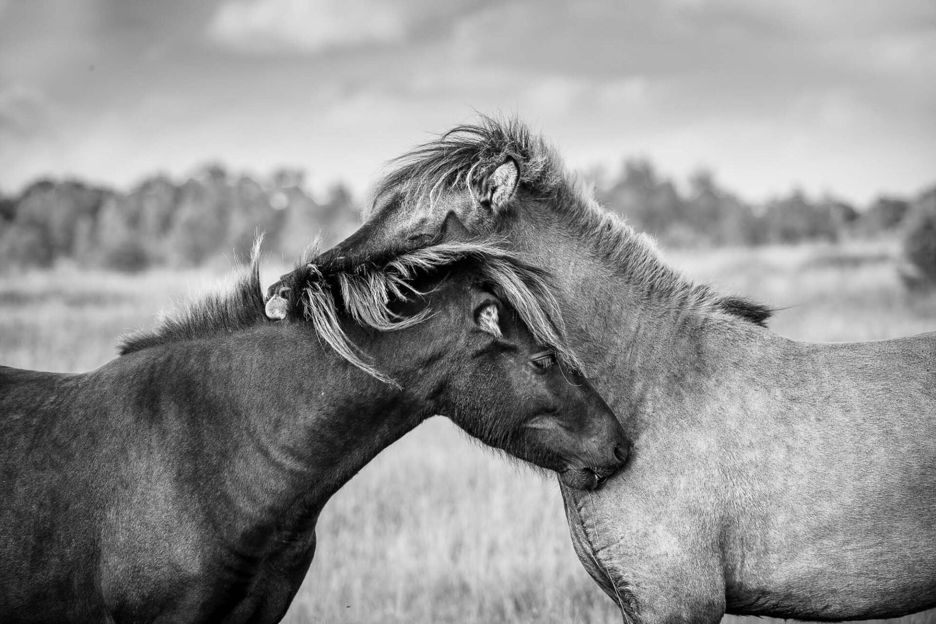two horses